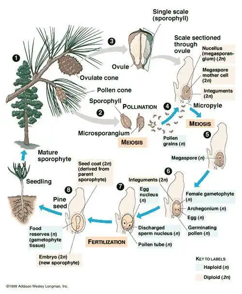 化石网说完繁殖过程大家不难发现雪松是裸子植物啦那它具体是什么物种