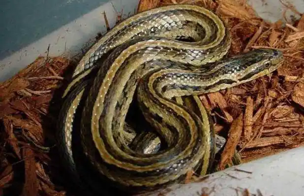 水生性无毒蛇类,分布于中国的北京,天津,黑龙江,吉林,辽宁,河北,山东