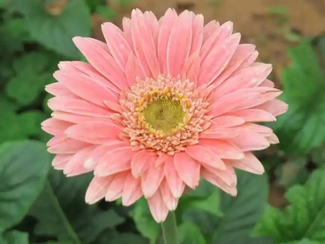 gerbera jamesonii bolus