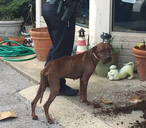 dog escapes kennel in biloxi boarding parlor, fights others