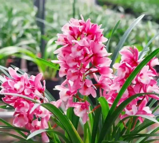 年宵花市场新宠香妃花色粉嫩香味馥郁新手养兰的练习草