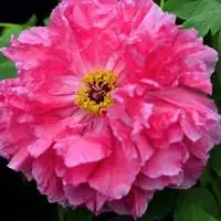 牡丹花头像图片大全 适合做微信头像最美牡丹花 - 头像图片 - 潮人