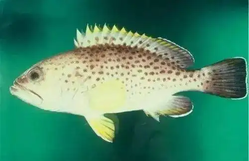 石斑鱼中的土豪——蓝瓜子斑