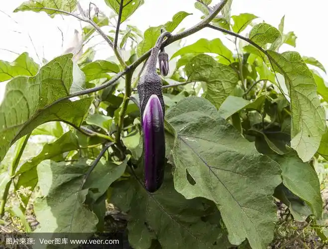 成熟的中国茄子