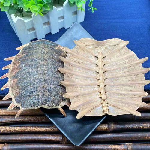 鳖甲250g散装生鳖甲鳖甲壳甲鱼壳鳖盖子非醋其他药食同源食品