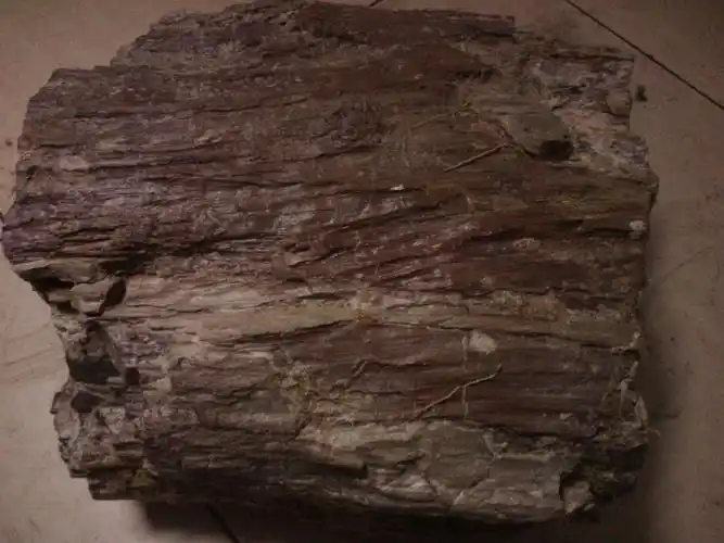 偶尔地下挖出的木化石纹路清晰请懂行的专家鉴定一下