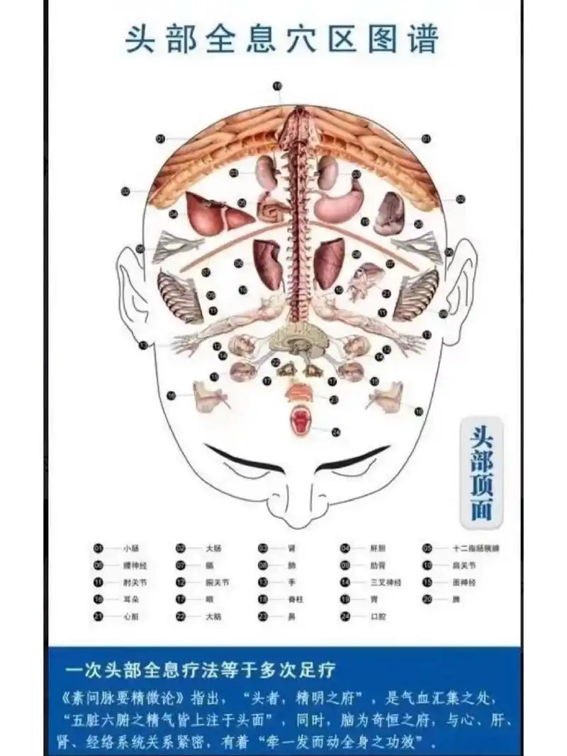头部全息疗法 从图上看到,咱们的头部,也是五脏六腑的反射区,所以按摩