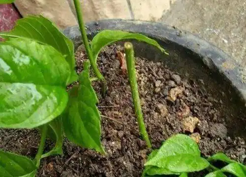 菊花可以扦插吗 植物插杆 植物插杆  第3张