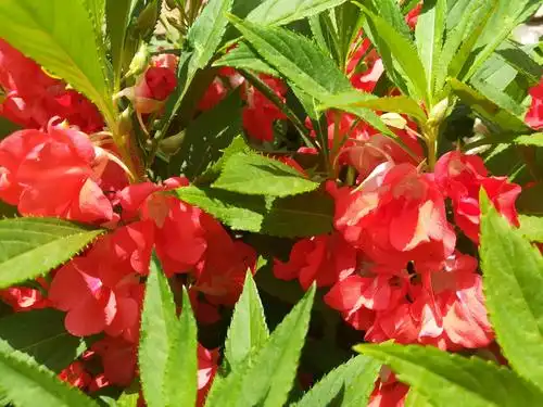 艳丽绽放的凤仙花