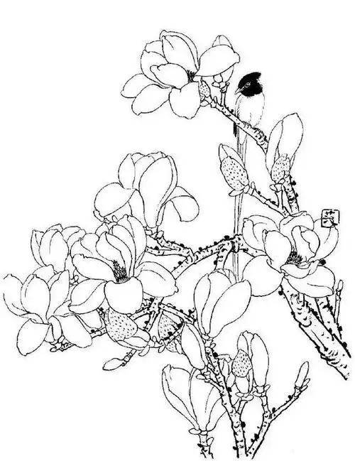 白描写生画谱白描玉兰