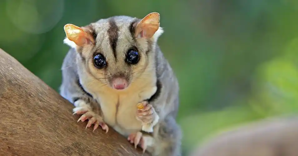 sugar gliders as pets