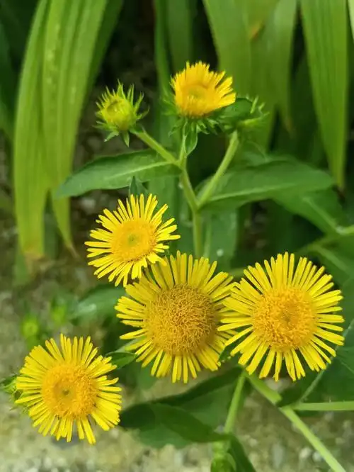 金钱花,花开金黄色,花形似钱币,故而名金钱花,学名