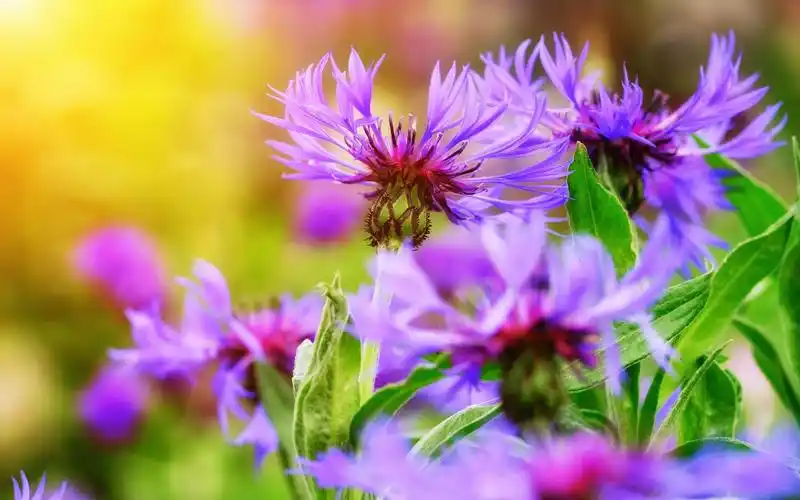 德国国花之矢车菊背景图