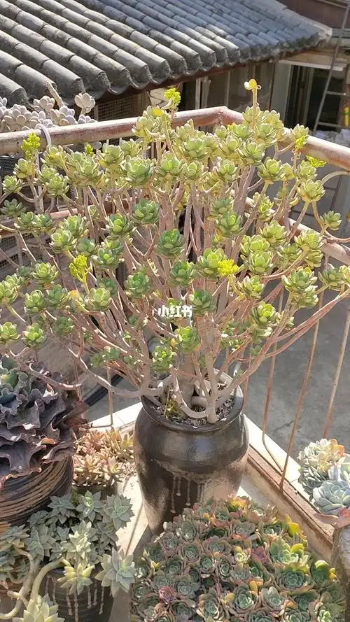 超大齐腰达摩宝珠