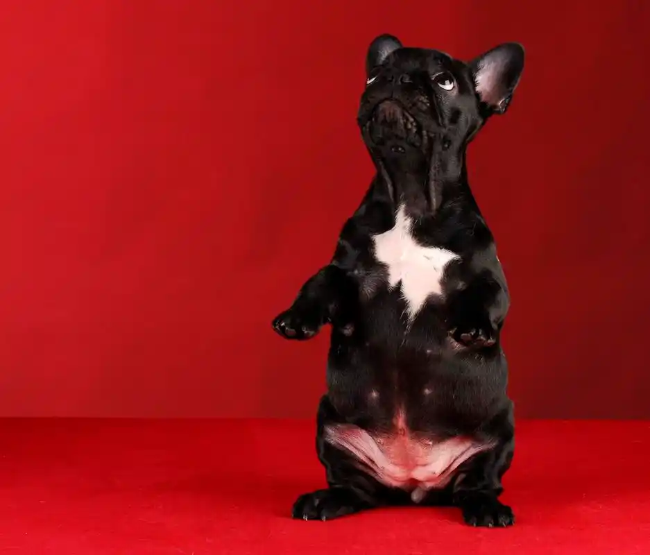 稳坐,法国斗牛犬坐在红色的背景上的后腿