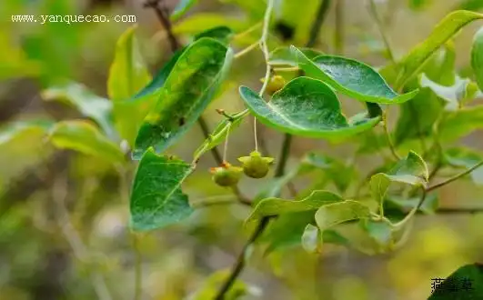 雀儿舌头_燕雀草