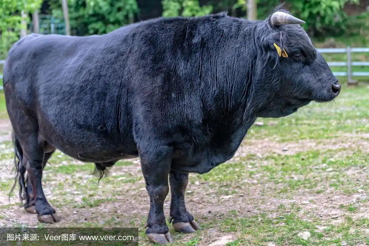 黑公牛站在草地上