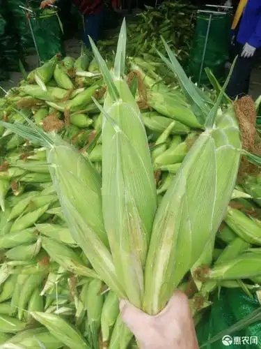 甜玉米基地供货太阳花纯黄甜脆玉米产地直发长期有货供