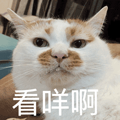 猫咪