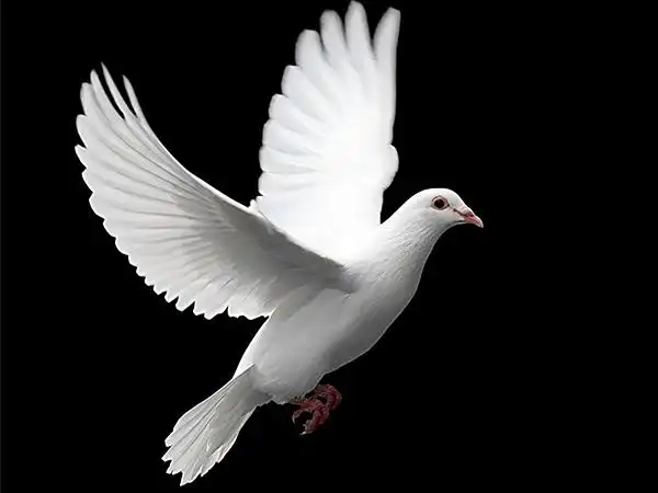 孕妇梦见鸽子预兆分析,判断生男生女真没那么难