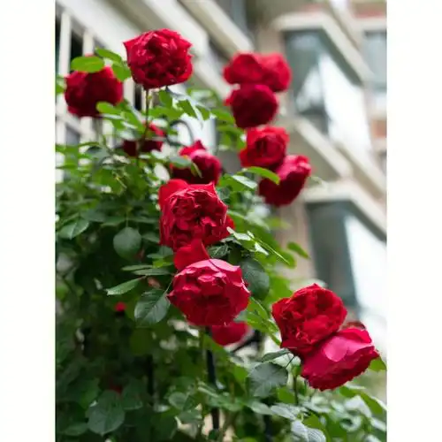 我家的月季佛罗伦蒂娜2022春花