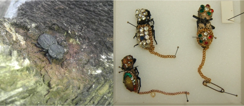 有毒的瓢虫图片,这种小虫凭借"头铁"登上《自然》 - 玉三网