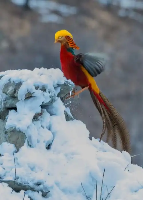 摄影 飞舞的火凤凰 写美篇 鸟趣……春去花还在人来鸟不惊  鸟趣