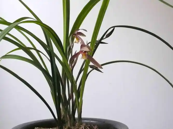 又见云南朱砂兰-寒兰篇-中国兰花交易网社区