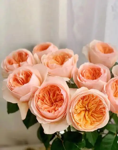 每日识花朱丽叶玫瑰