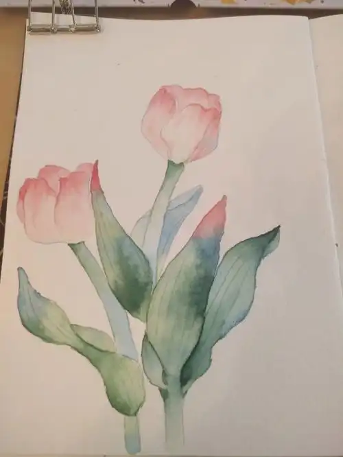 水彩粉色郁金香临摹附线稿