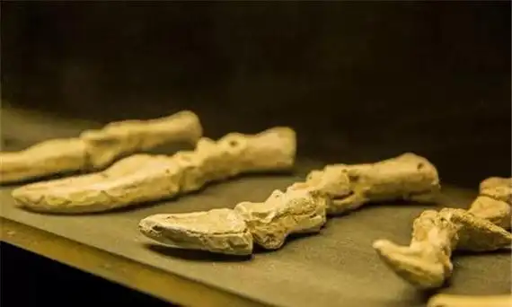 金沙江龙主要出自于中国距离现在应该有2亿年的历史(4)