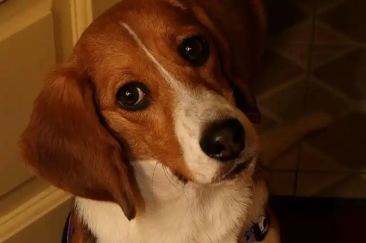 狗头(24-105)拍狗