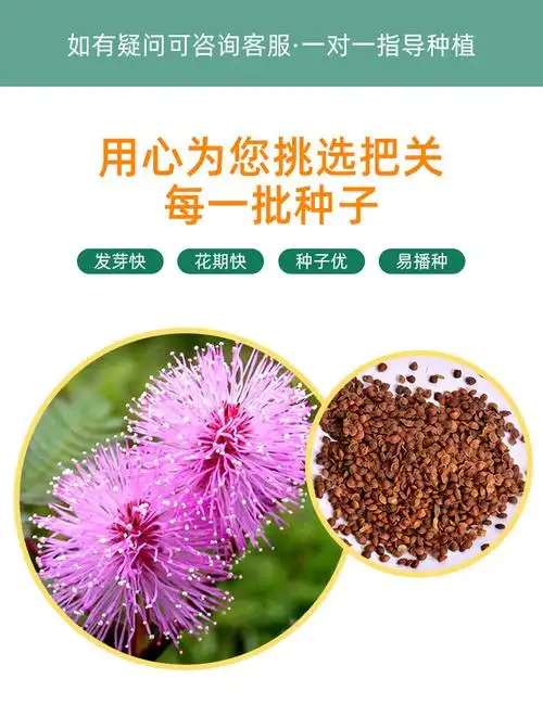松果菊花种子四季种开花易活松果菊籽多年生花种籽子宿根庭院室外 优