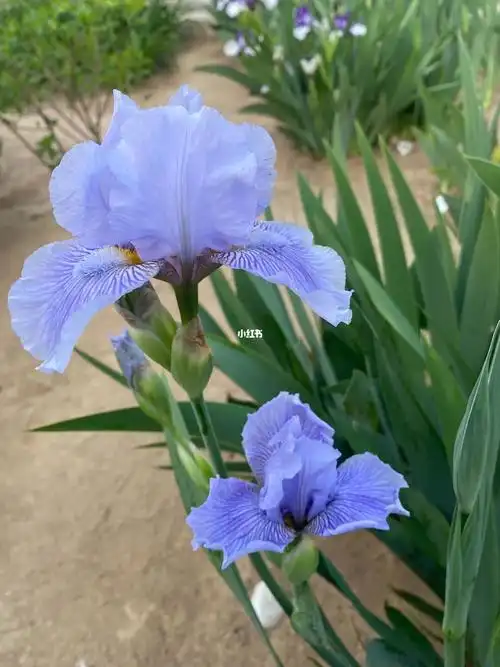 美丽的条纹鸢尾#画画  #点缀生活的鲜花  #花园  #鸢尾  #鸢尾花