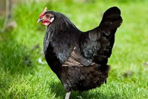 黑凤鸡对脂溶性维生素的需求量及影响因素