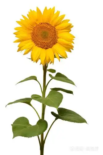 向日葵孤立在白色背景上的一朵.种子和油.平躺,顶视图