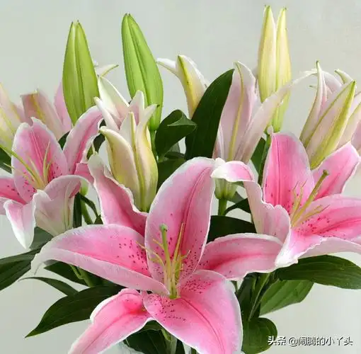 的象征百合花品种繁多,花色丰富,素有云裳仙子之称由于其外表高雅纯洁