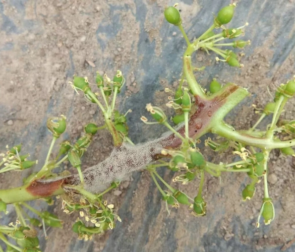 深度好文最近正是防治葡萄灰霉病的关键时期