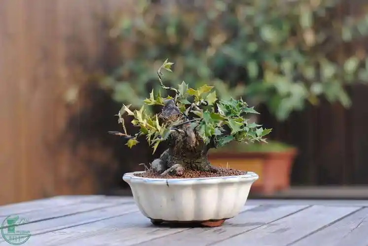 养了多年的枸骨今天做了 - 微型盆景廊 - 岭南盆景网 - powered by