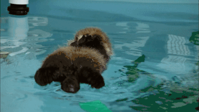 表情包篇海獭tǎ和水獭不是一个獭