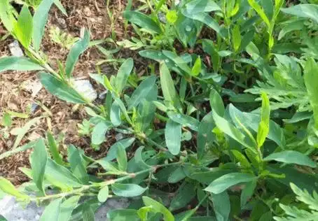 原创这种野草好吃又营养农民拿来喂猪其实价值珍贵知道的人不多