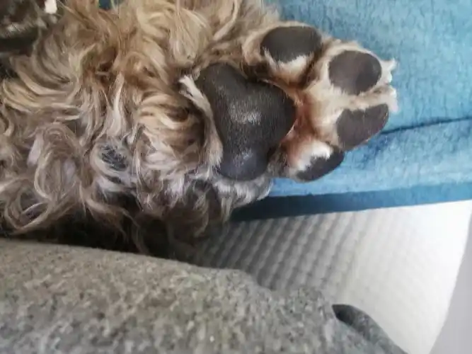 好喜欢我家的狗爪子