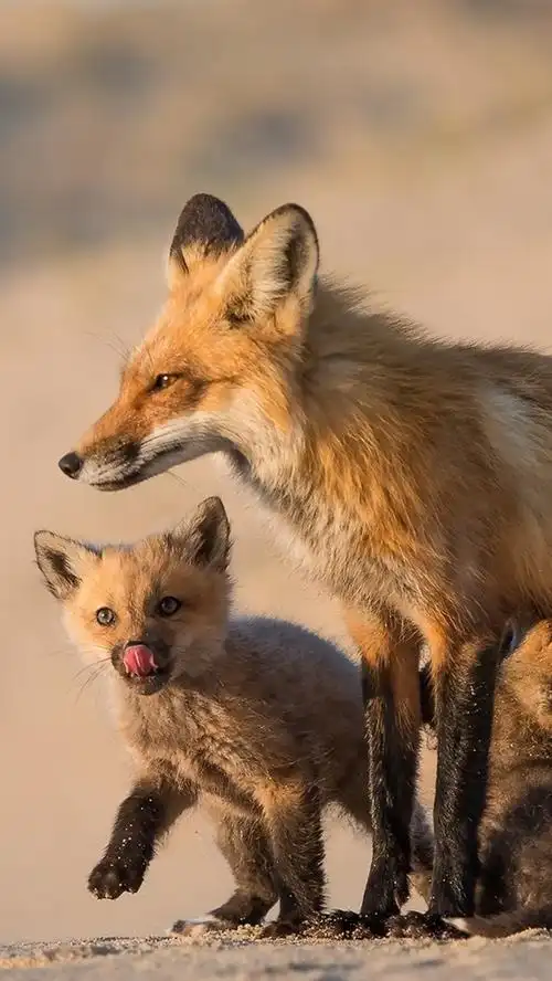 狐狸,家庭,妈妈和幼崽 iphone 壁纸