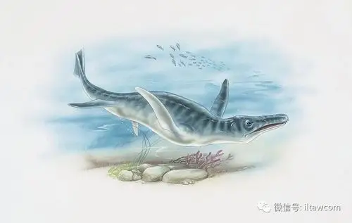 海洋科普1033侏罗纪海洋中的霸主滑齿龙