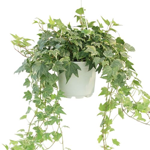 基地常春藤盆栽阳台室内观叶垂吊植物四季常青藤甲醛绿植