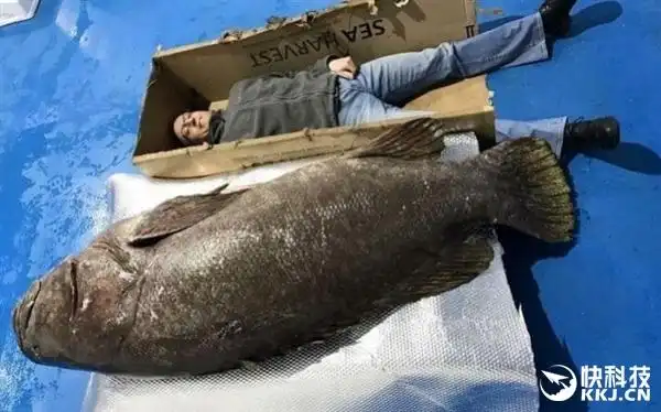 渔民深海捕到超级巨型大鱼:吃货们惊呆了