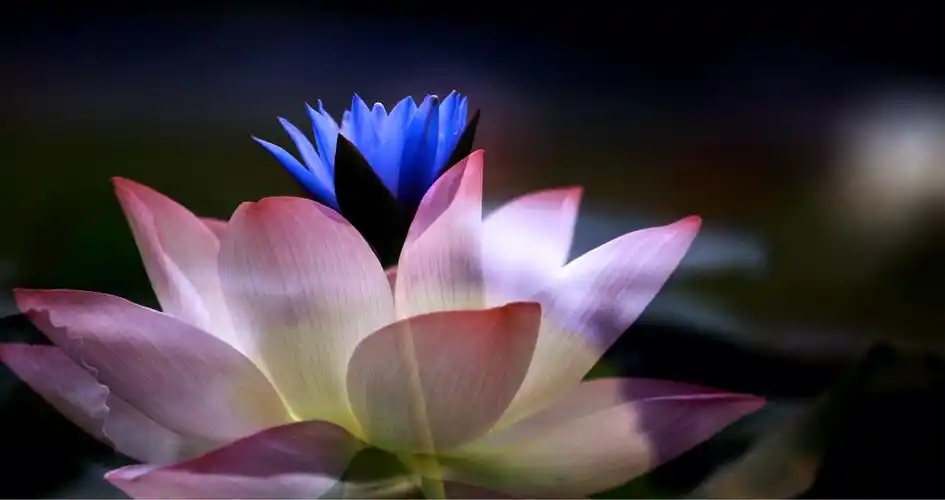 佛缘莲心,心静性悟——圆梦摄