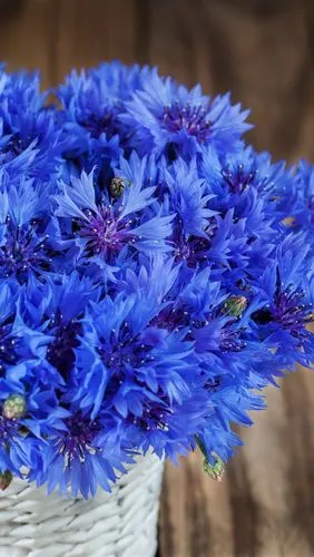 蓝色矢车菊,花束 5k