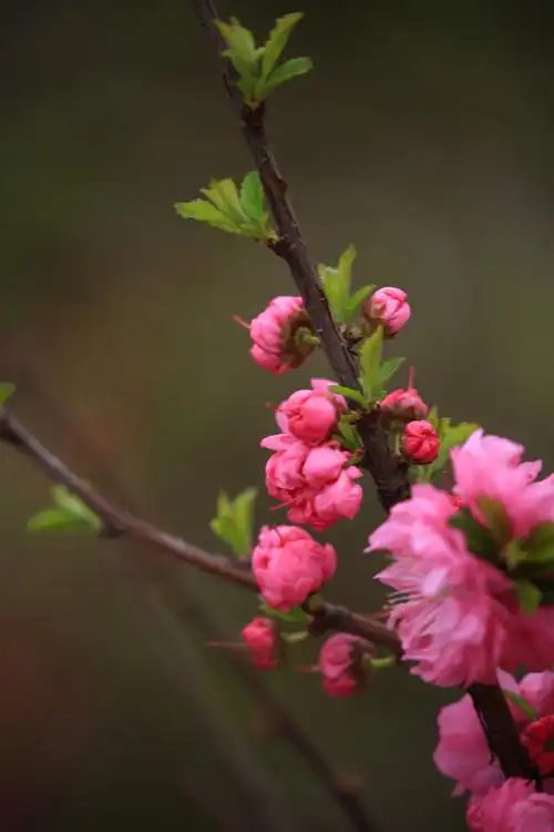 北国春天最美的花 榆叶梅2020,6,28