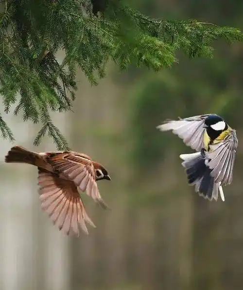 温血动物|温柔的诀别《飞鸟和蝉》_第五个